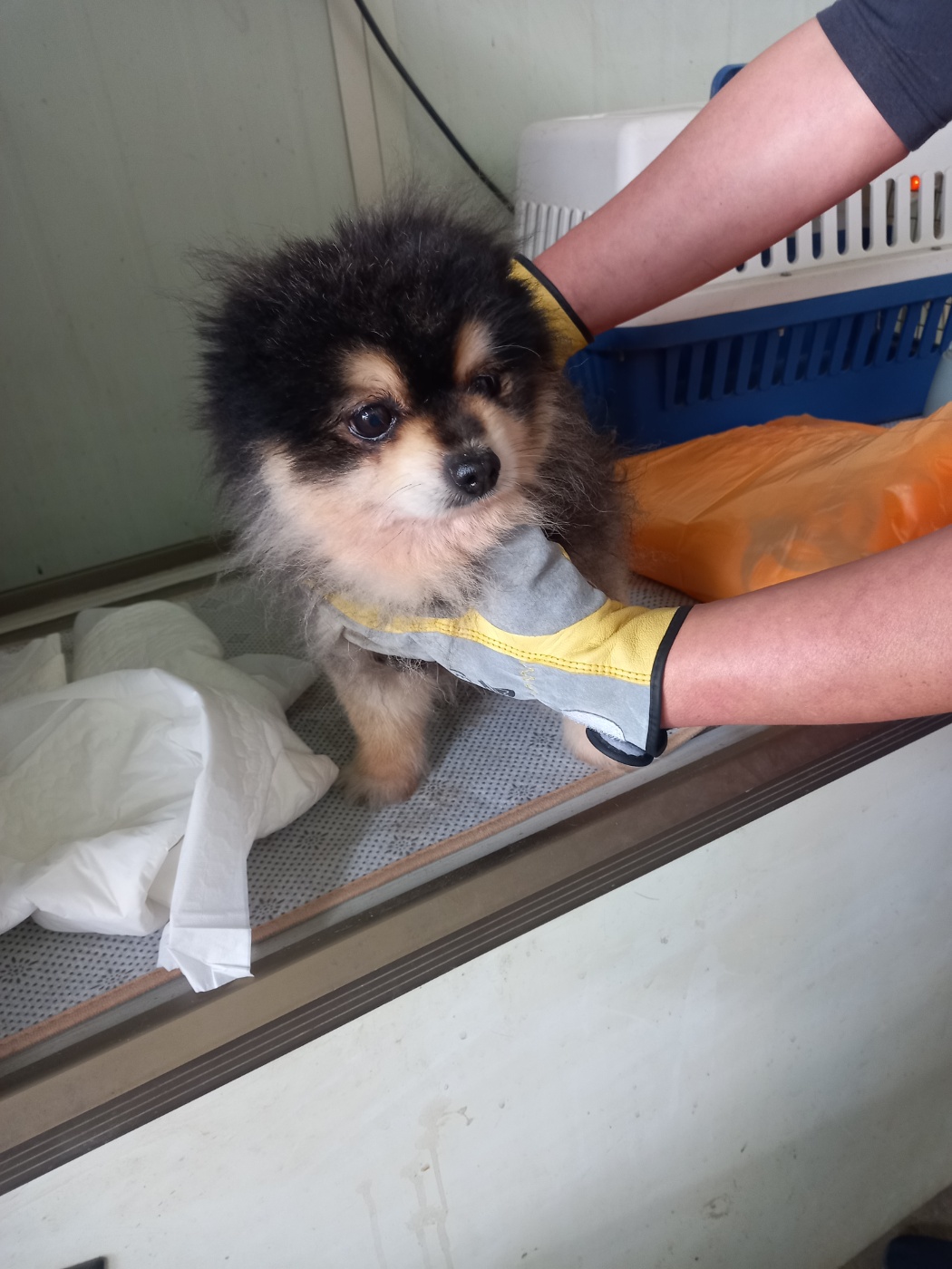 평택시유기동물보호소_441391202400696